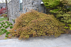 Spring Delight Japanese Maple (Acer palmatum 'Spring Delight') at GardenWorks