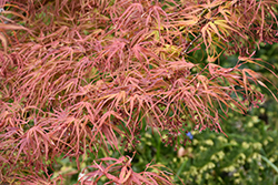 Villa Taranto Japanese Maple (Acer palmatum 'Villa Taranto') at GardenWorks