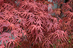Beni Otake Japanese Maple (Acer palmatum 'Beni Otake') at GardenWorks
