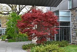 Beni Otake Japanese Maple (Acer palmatum 'Beni Otake') at GardenWorks