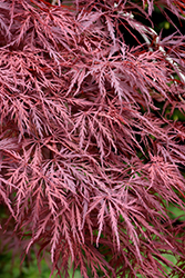 Red Dragon Japanese Maple (Acer palmatum 'Red Dragon') at GardenWorks