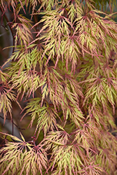 Orangeola Cutleaf Japanese Maple (Acer palmatum 'Orangeola') at GardenWorks