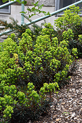Purple Wood Spurge (Euphorbia amygdaloides 'Purpurea') at GardenWorks