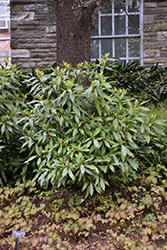 Sawtoothed Japanese Aucuba (Aucuba japonica 'Serratifolia') at GardenWorks