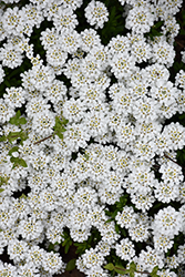 Snowflake Candytuft (Iberis sempervirens 'Snowflake') at GardenWorks