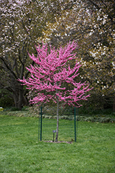 Appalachian Red Redbud (Cercis canadensis 'Appalachian Red') at GardenWorks