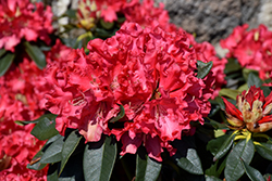 Jean Marie de Montague Rhododendron (Rhododendron 'Jean Marie de Montague') at GardenWorks