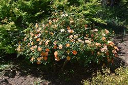 Oso Easy Paprika Rose (Rosa 'ChewMayTime') at GardenWorks