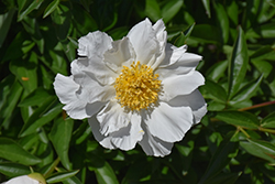 Krinkled White Peony (Paeonia 'Krinkled White') at GardenWorks
