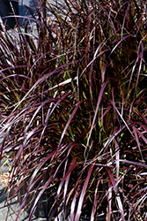 Purple Fountain Grass (Pennisetum setaceum 'Rubrum') at GardenWorks