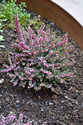 Mediterranean Pink Heath (Erica x darleyensis 'Mediterranean Pink') at GardenWorks