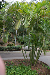 Areca Palm (Dypsis lutescens) at GardenWorks