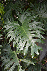 Tree Philodendron (Philodendron selloum) at GardenWorks
