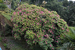 Cynthia Rhododendron (Rhododendron 'Cynthia') at GardenWorks