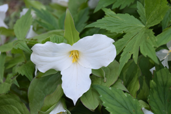 Great White Trillium (Trillium grandiflorum) at GardenWorks