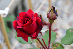 Don Juan Rose (Rosa 'Don Juan') at GardenWorks