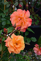 Westerland Rose (Rosa 'Westerland') at GardenWorks
