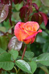 Sheila's Perfume Rose (Rosa 'Sheila's Perfume') at GardenWorks
