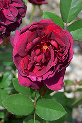 Darcey Bussell Rose (Rosa 'Darcey Bussell') at GardenWorks