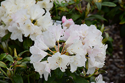 Yaku Princess Rhododendron (Rhododendron yakushimanum 'Yaku Princess') at GardenWorks