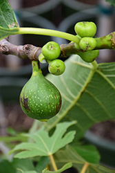Kadota Fig (Ficus carica 'Kadota') at GardenWorks