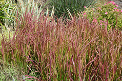 Red Baron Japanese Blood Grass (Imperata cylindrica 'Red Baron') at GardenWorks