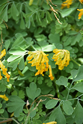 Golden Corydalis (Corydalis lutea) at GardenWorks