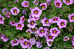 Bloomtastic Pink Flare Calibrachoa (Calibrachoa 'Bloomtastic Pink Flare') at GardenWorks