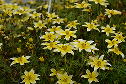 Taka Tuka Yellow Bicolor (Bidens ferulifolia 'Taka Tuka Yellow Bicolor') at GardenWorks
