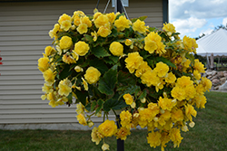 Nonstop Joy Yellow Begonia (Begonia 'Nonstop Joy Yellow') at GardenWorks