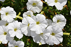 Madness White Petunia (Petunia 'Madness White') at GardenWorks