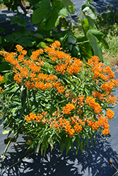 Butterfly Weed (Asclepias tuberosa) at GardenWorks