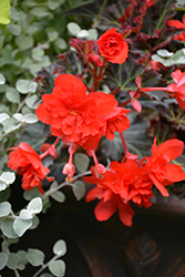 I'Conia Miss Malibu Begonia (Begonia 'I'Conia Miss Malibu') at GardenWorks