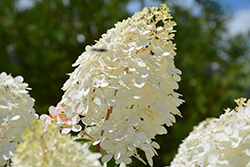 Vanilla Strawberry Hydrangea (Hydrangea paniculata 'Renhy') at GardenWorks