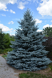 Iseli Foxtail Spruce (Picea pungens 'Iseli Foxtail') at GardenWorks