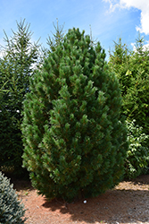 Blue Swiss Stone Pine (Pinus cembra 'Glauca') at GardenWorks