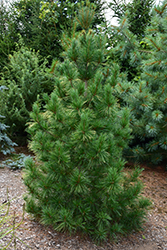 Columnar White Pine (Pinus strobus 'Fastigiata') at GardenWorks