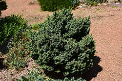 Cecilia Spruce (Picea glauca 'Cecilia') at GardenWorks