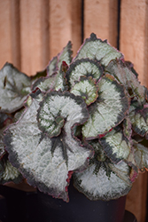 Escargot Begonia (Begonia 'Escargot') at GardenWorks