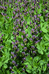 Twilite Prairieblues False Indigo (Baptisia 'Twilite') at GardenWorks