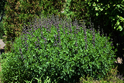 Twilite Prairieblues False Indigo (Baptisia 'Twilite') at GardenWorks