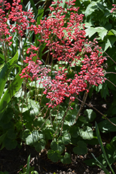 Firefly Coral Bells (Heuchera 'Firefly') at GardenWorks