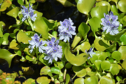 Water Hyacinth (Eichhornia crassipes) at GardenWorks