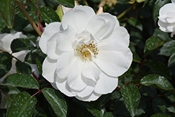 Iceberg Rose (Rosa 'Iceberg') at GardenWorks
