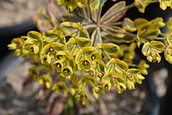Ascot Rainbow Variegated Spurge (Euphorbia 'Ascot Rainbow') at GardenWorks