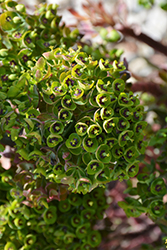 Tiny Tim Spurge (Euphorbia 'Tiny Tim') at GardenWorks