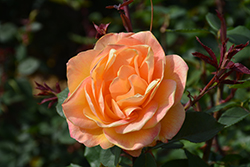 Strike It Rich Rose (Rosa 'Strike It Rich') at GardenWorks