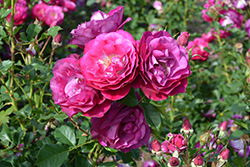 Wild Blue Yonder Rose (Rosa 'Wild Blue Yonder') at GardenWorks