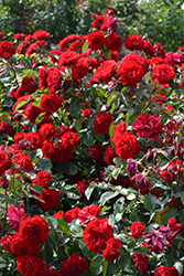 Europeana Rose (Rosa 'Europeana') at GardenWorks