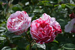 Scentimental Rose (Rosa 'Scentimental') at GardenWorks